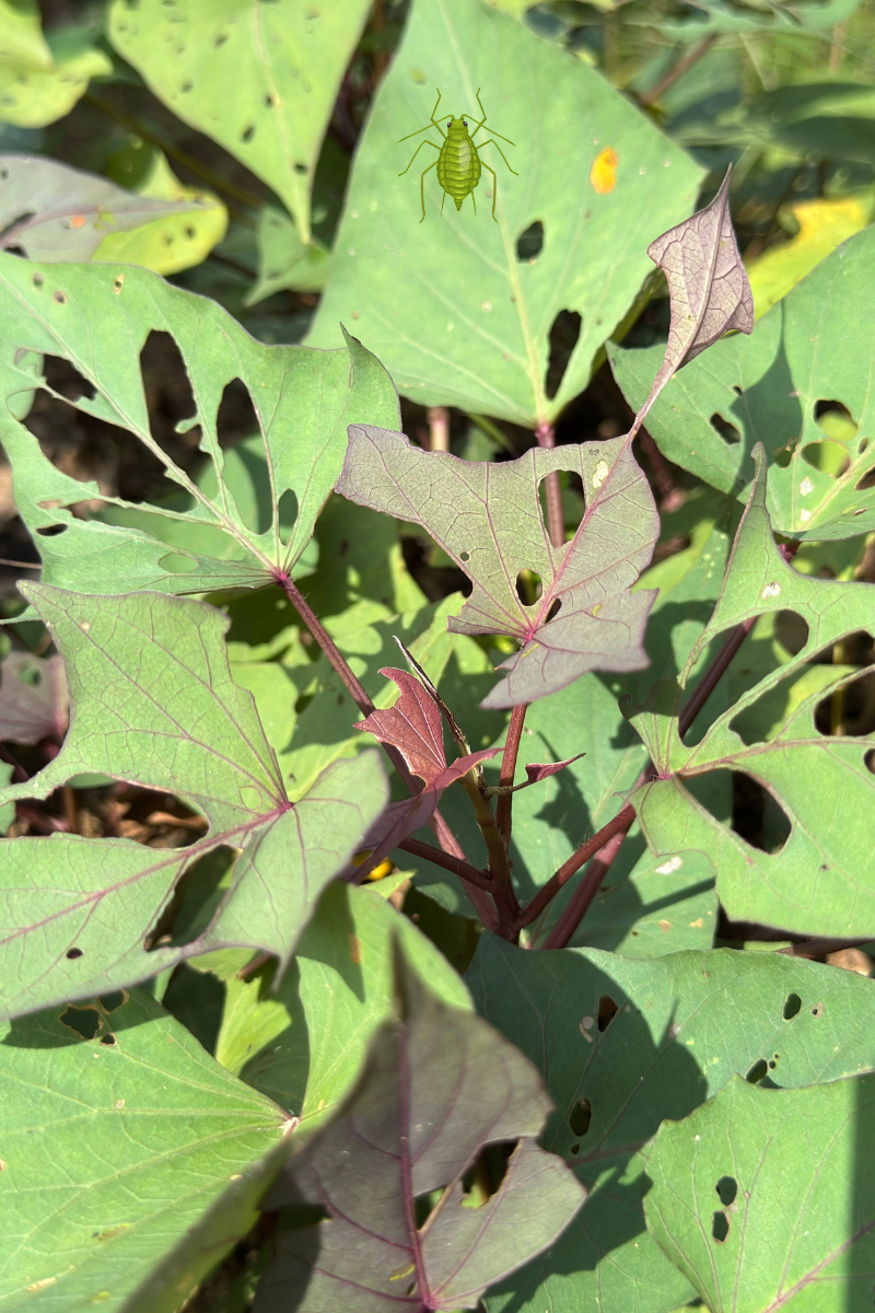 What’s Eating My Plants? Common Garden Pests&nbsp;Explained