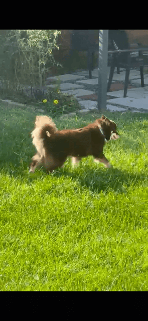 The Joy of Sharing Your Garden With a&nbsp;Pet